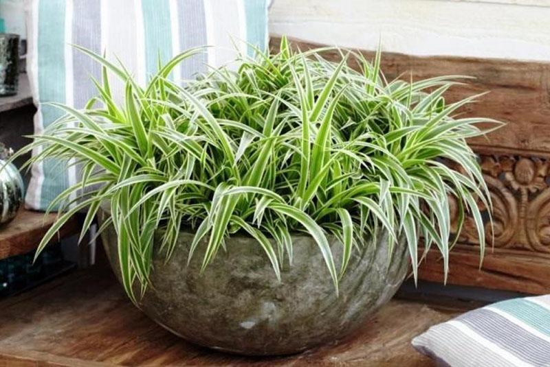 chlorophytum sisätiloissa