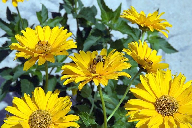 aster-perheen kasvi
