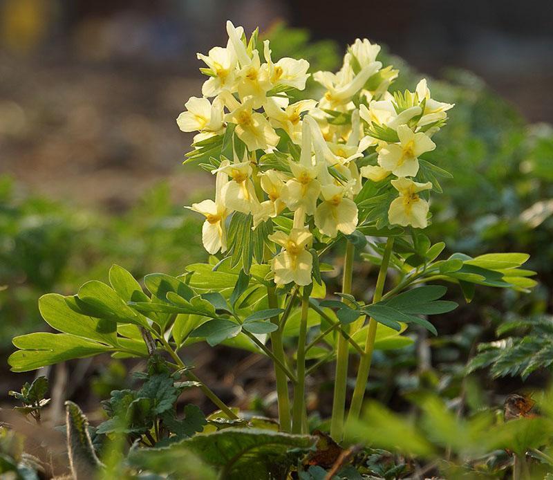 corydalis-kukinto