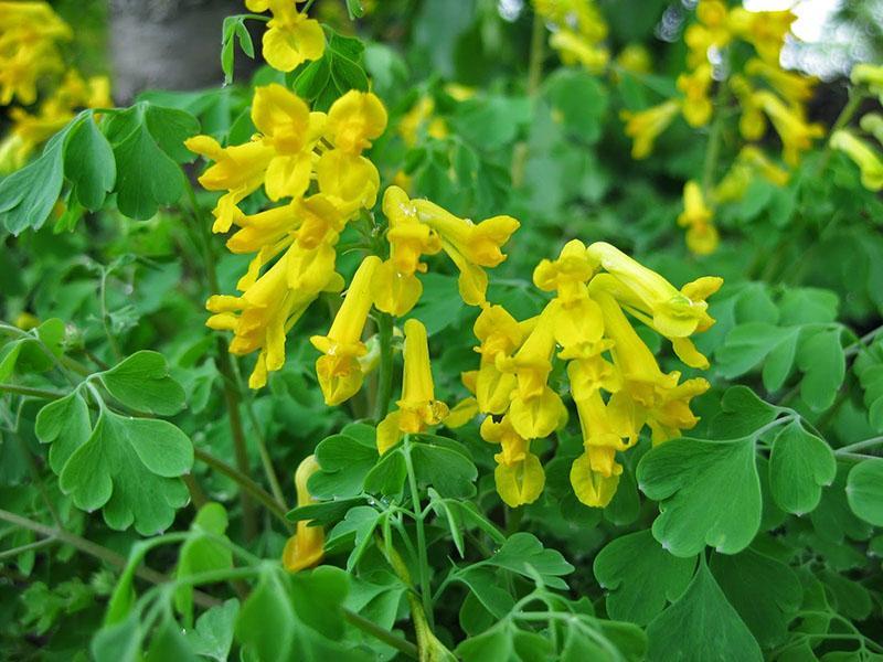 monivuotinen corydalis keltainen