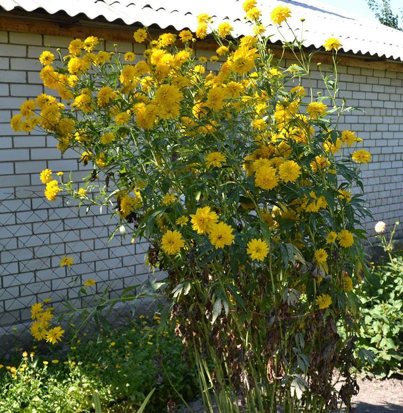istuttaa ja hoitaa rudbeckian kultaista palloa