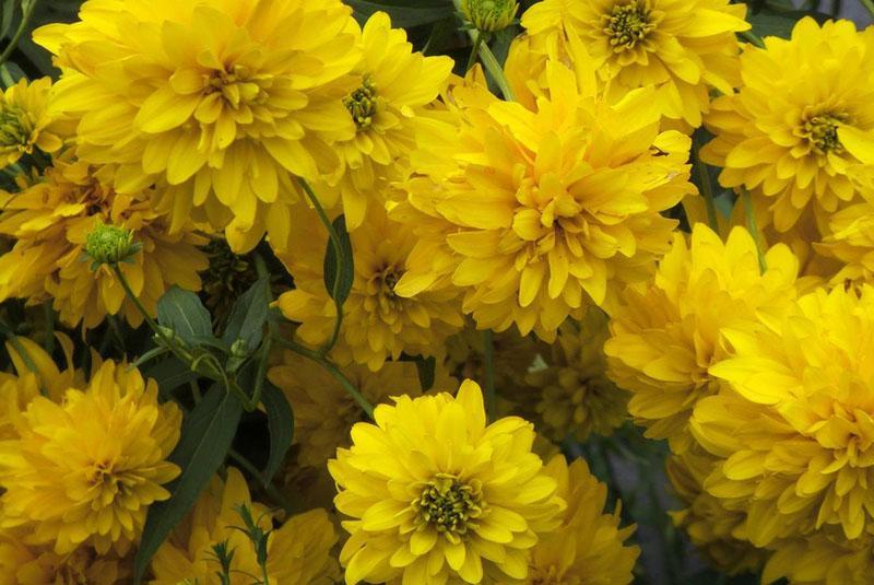 rudbeckia kultainen pallo