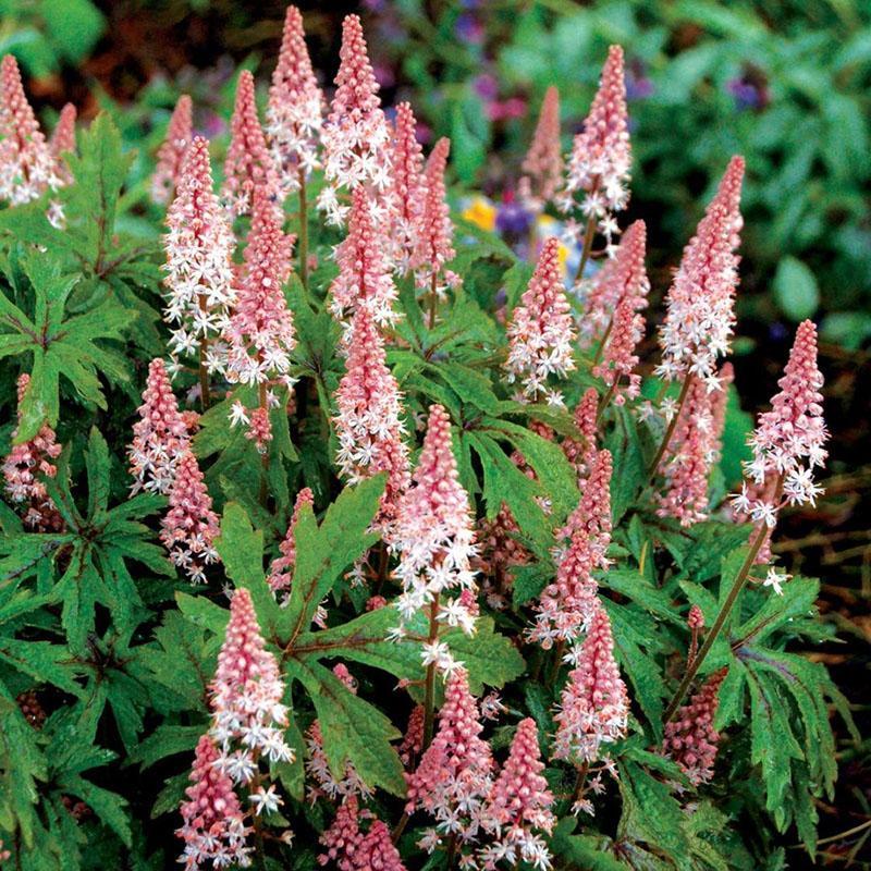 rehevät tiarella-pensaat