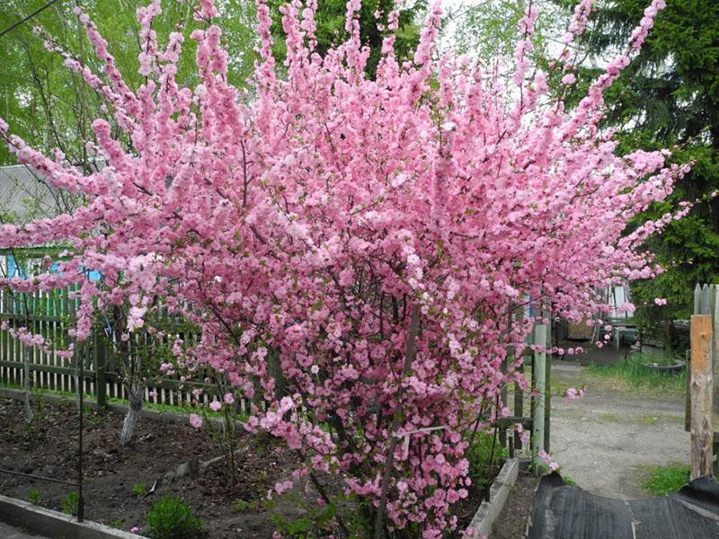 sakura pihalla
