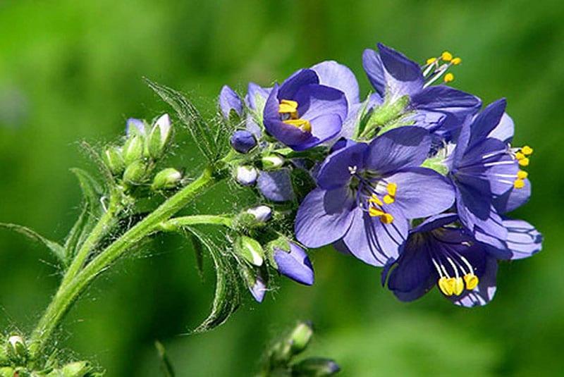 syanidilaitos