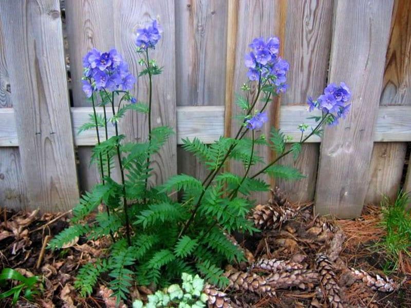 food for the plants Back to the Roots - Natural and Organic All-Purpose Plant Food