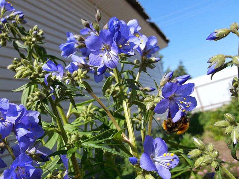 Planting cyanosis blue and caring for the plant in the open field, seeds