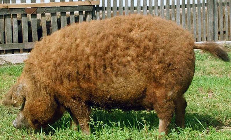 unkari alas mangalica