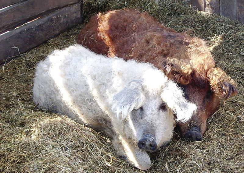 uninen unkarilainen mangalitsa pihalla
