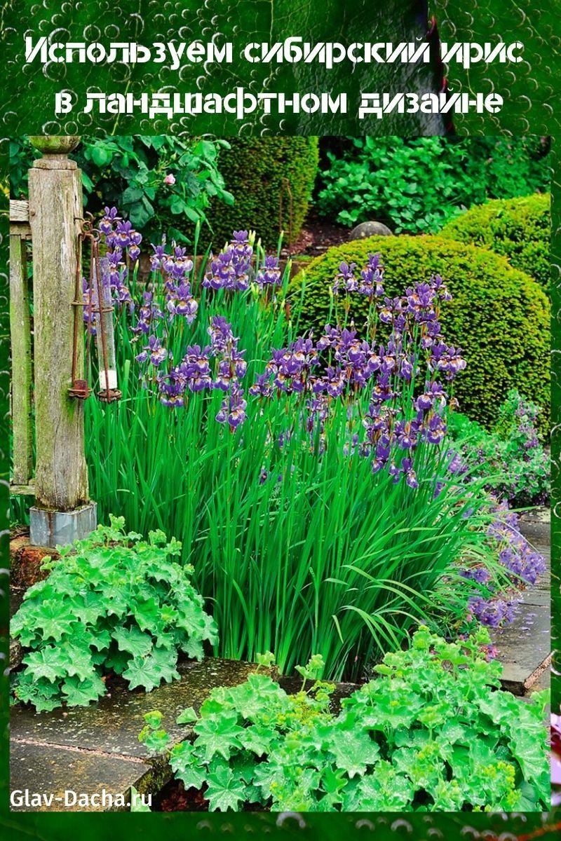 Siperian iiris maisemasuunnittelussa