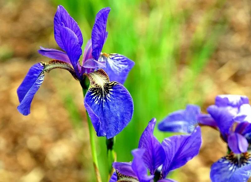 kirkas kukinta Siperian iiris