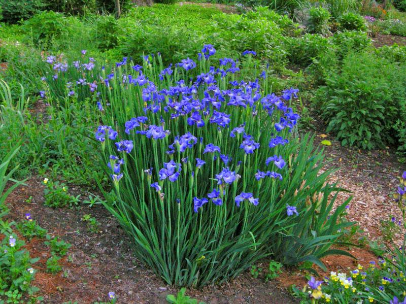 Siperian iiris maisemassa