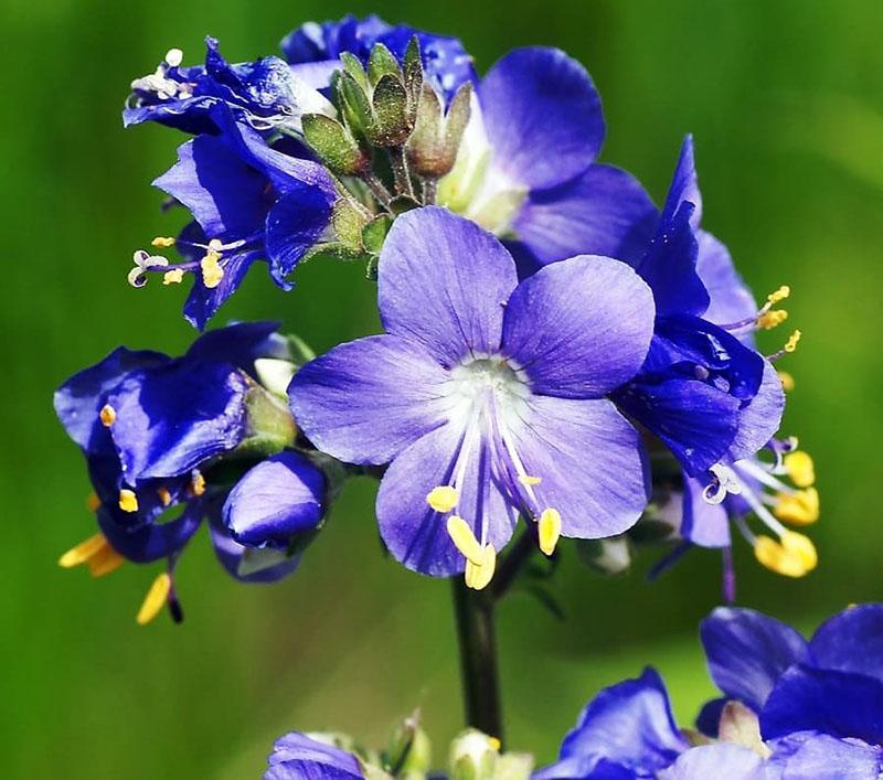 Kreikan valerian