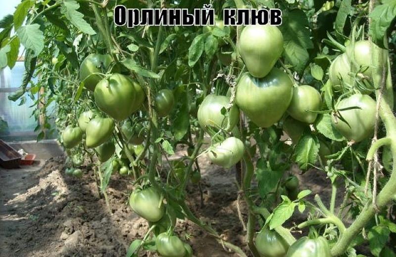 kotkan nokka tomaatti pensas