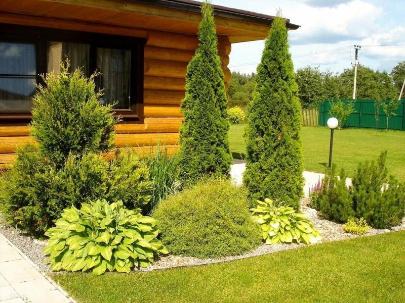 thuja maisemasuunnittelussa