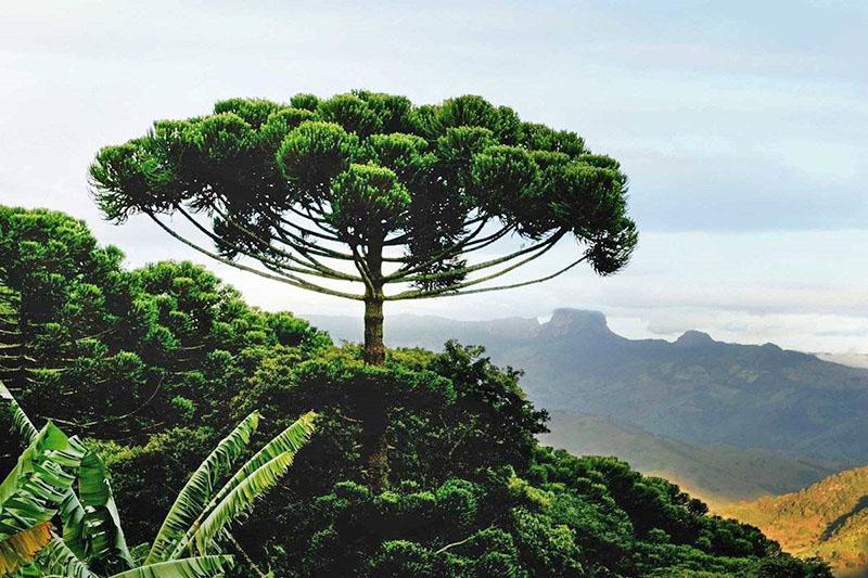 araukaria luonnossa