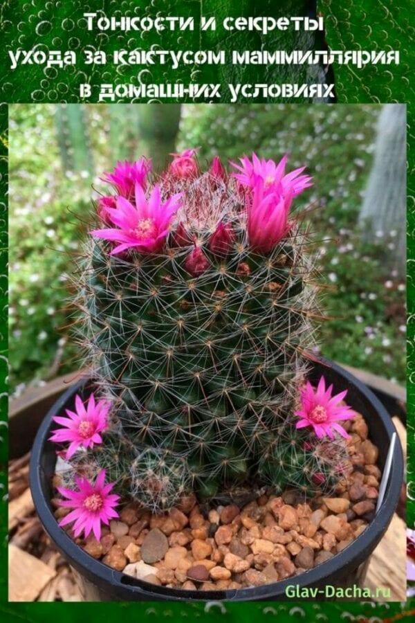 hoidetaan mammillaria-kaktusta kotona