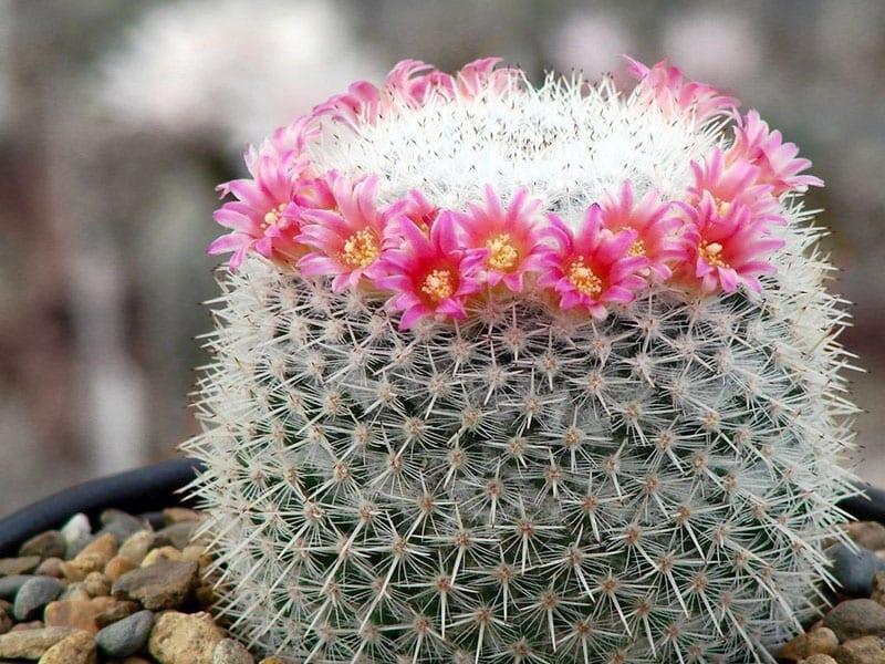 Mammillaria kukkii