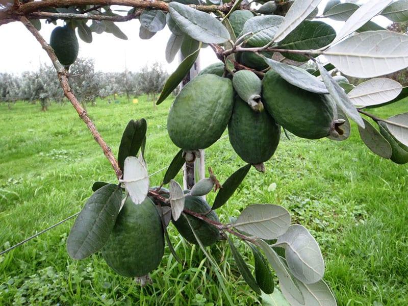 hedelmäinen feijoa päällä