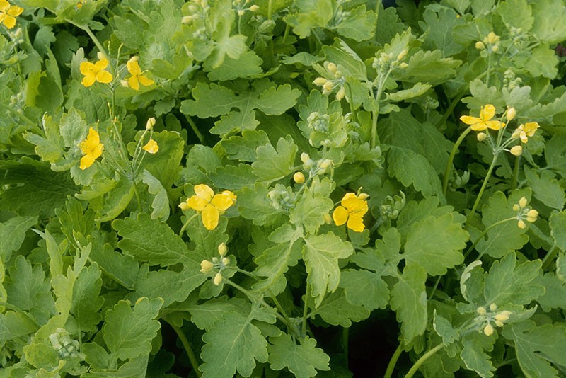 celandine kukkii