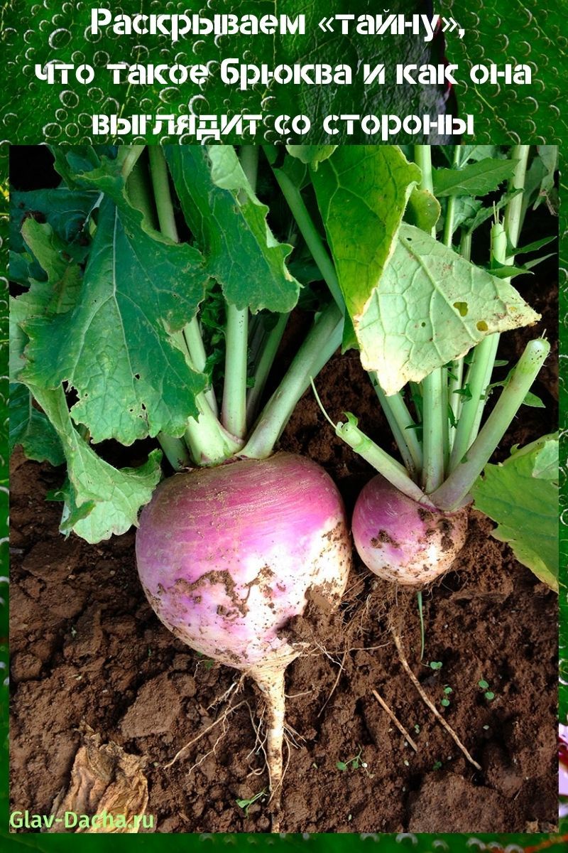 mikä on rutabaga ja miltä se näyttää