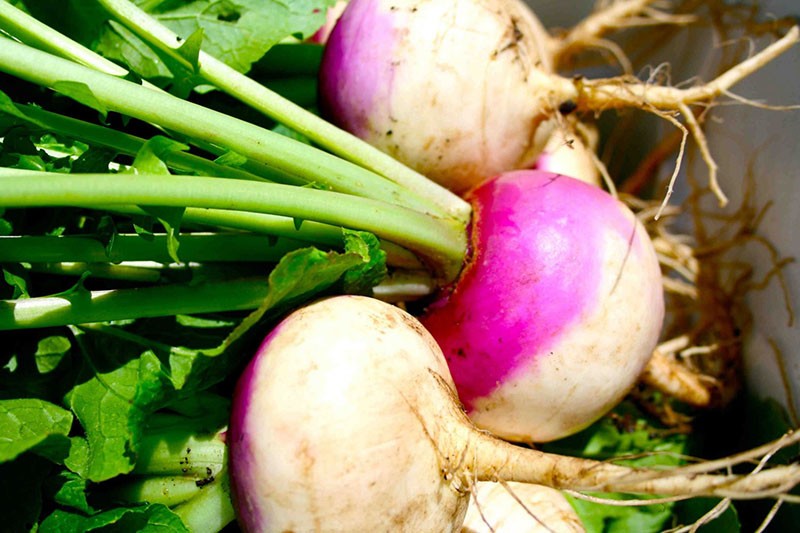 mikä on rutabaga ja miltä se näyttää