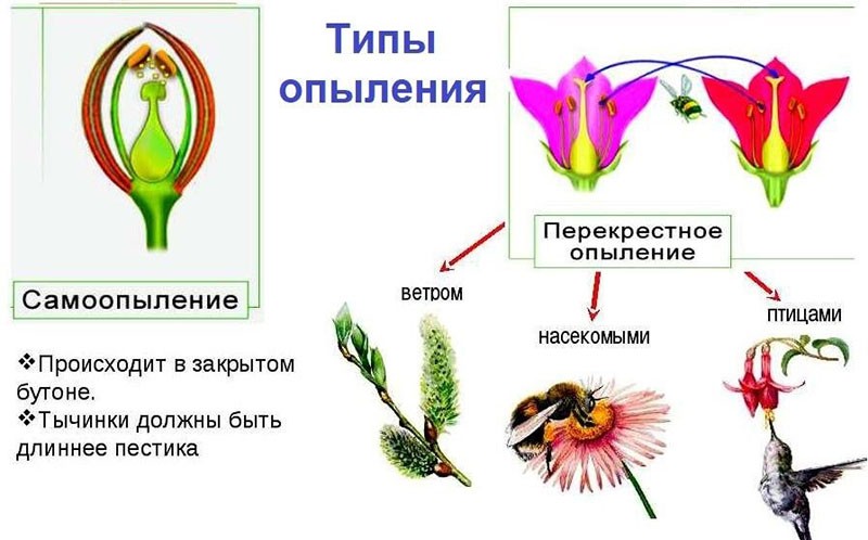 pölytystyypit