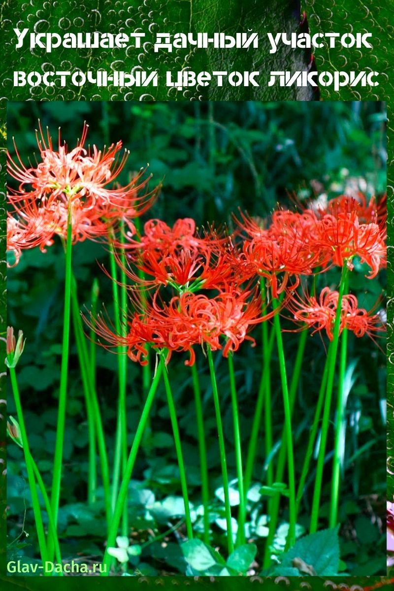lycoris-kukka