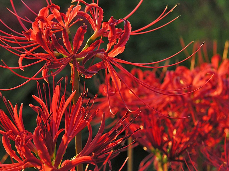 lycoris-kukan ominaisuudet