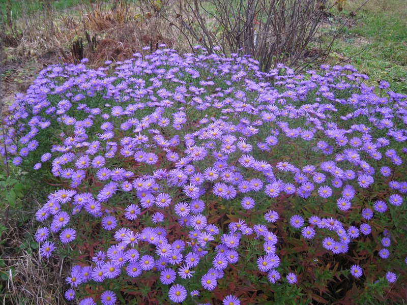 erigeronin lasku- ja hoitokuvia
