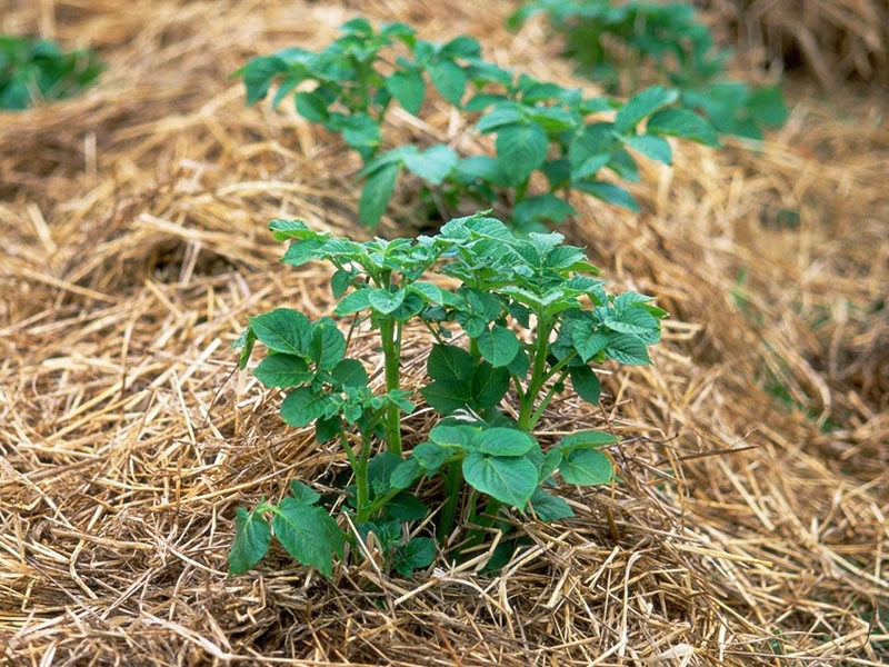 käyttämällä olkia puutarhassa