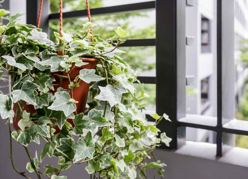hedera kotihoidon valokuvat