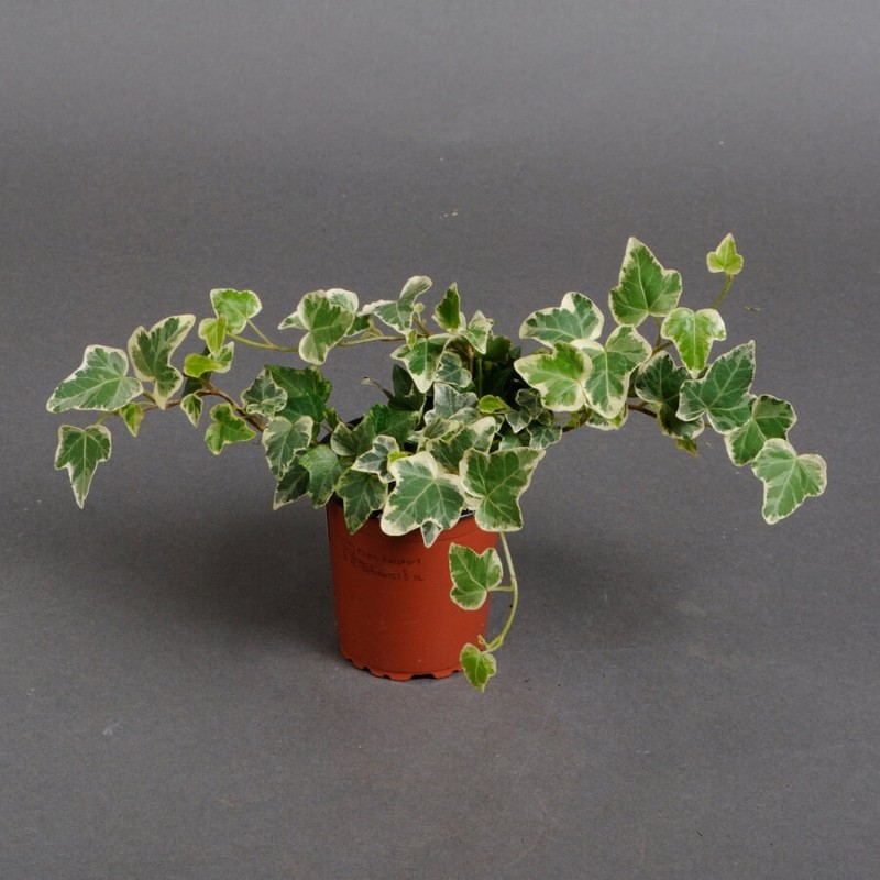 hedera kirjava