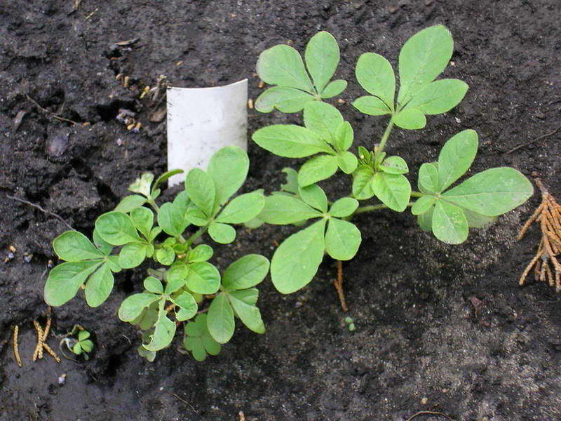kleoma ampuu