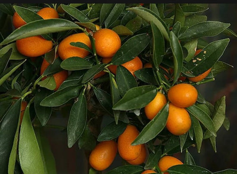 kumkvatti