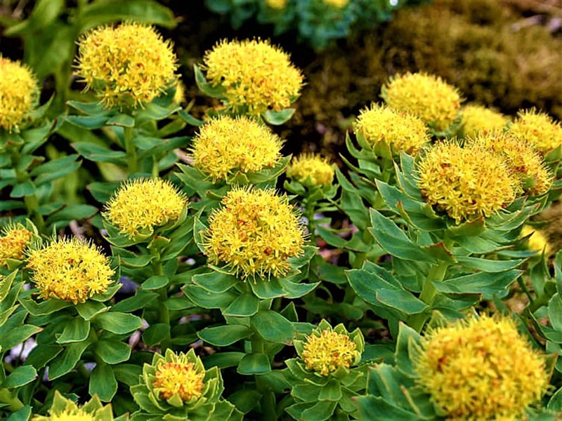 Rhodiola vaaleanpunainen kukkii