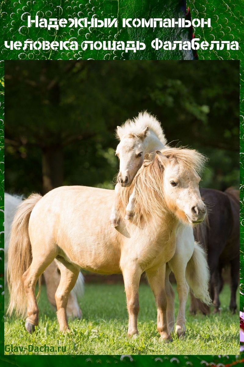 Falabella-hevonen