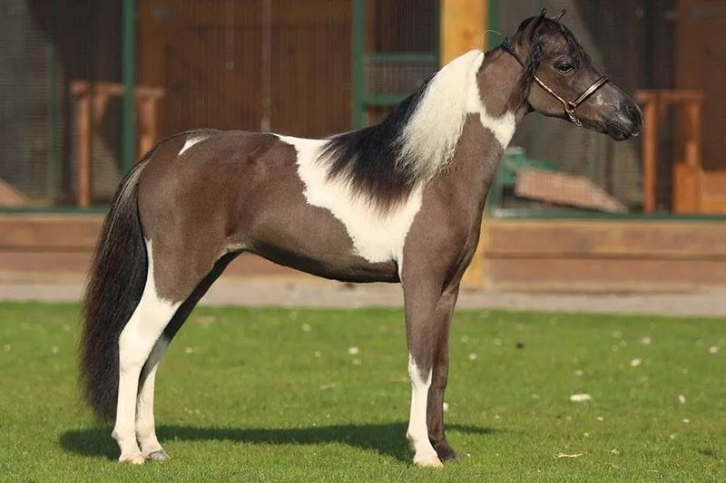 kasvattaa Falabella-hevosta