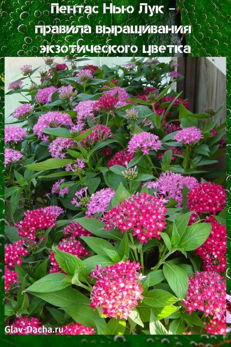 pentas uusi jousi