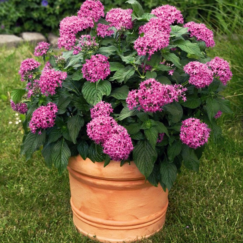 hybridilajike penasta