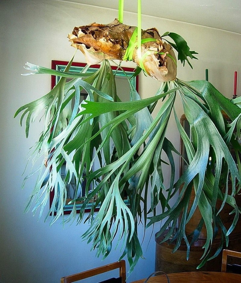 suspendoitu platykerium
