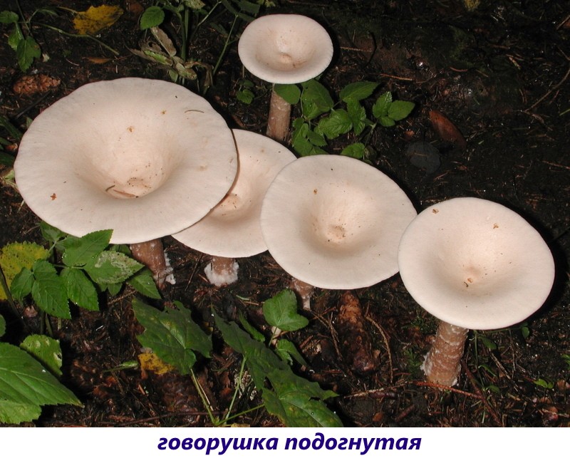 taivutettu puhuja