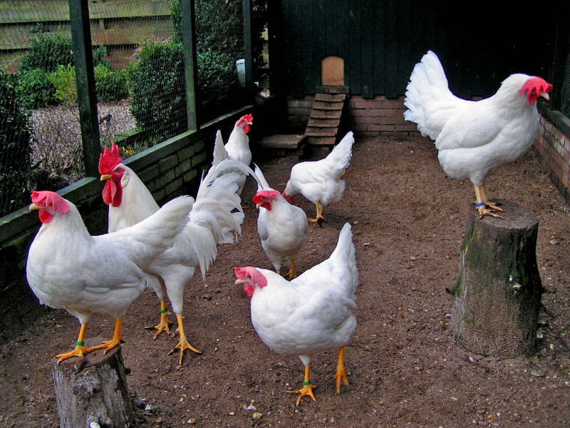 Leghorn-kanojen kuva ja kuvaus