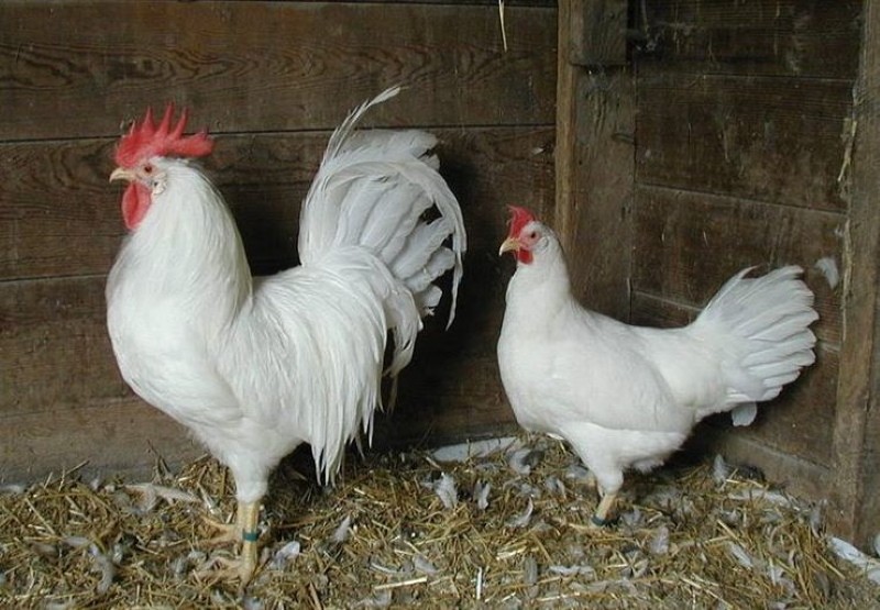 valkoiset Leghorn-kanat