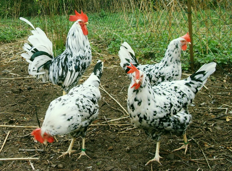 täplikkäät Leghorn-kanat