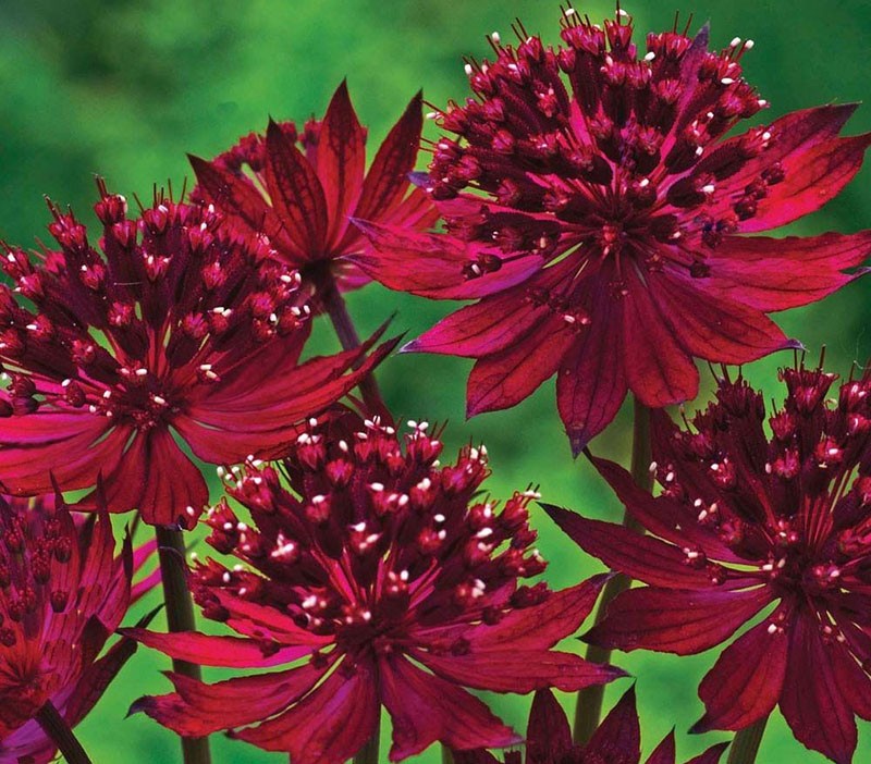 kaunis kirkas astrantia