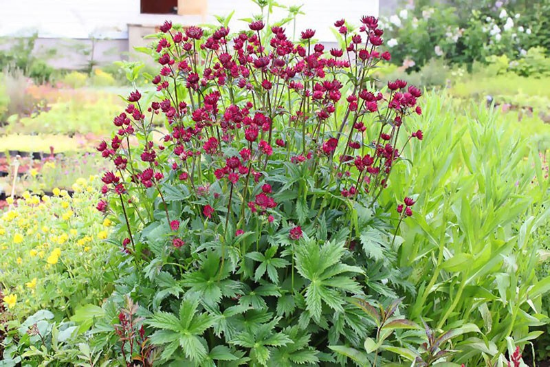 Astrantia sateenvarjo-perheestä