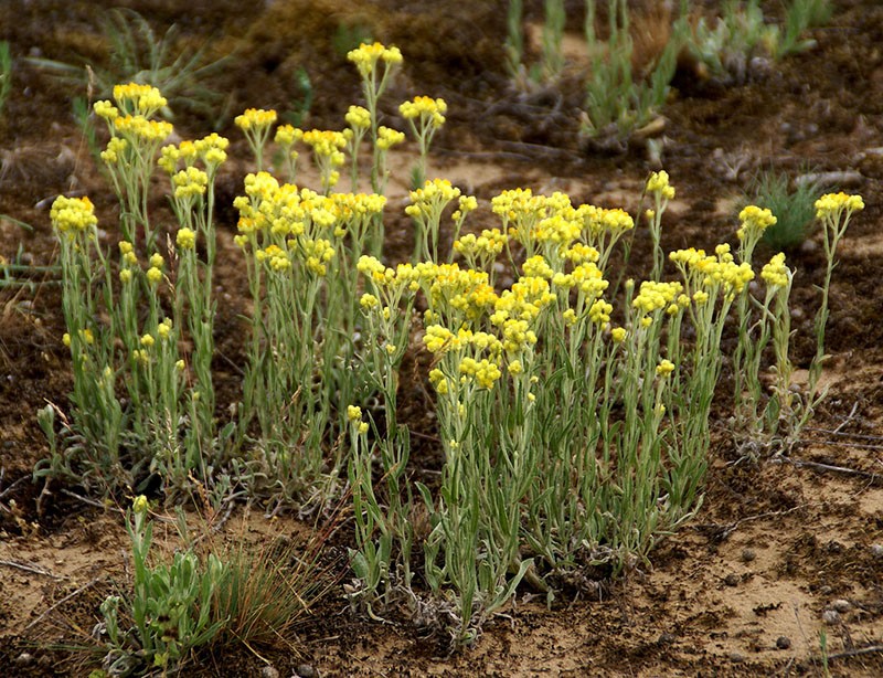 immortelle kukkii