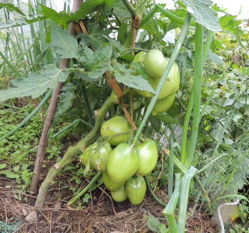 tomaatti bush persilja puutarhuri