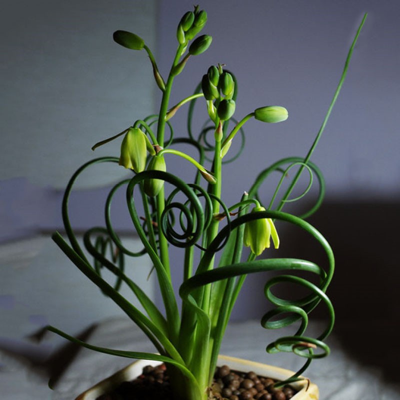 kukkiva trachyandra